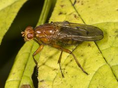 Buskflue neuroctena anilis